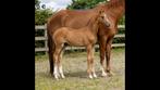 Chique premie jaarling hengst dressuur, Dieren en Toebehoren, Paarden, Hengst