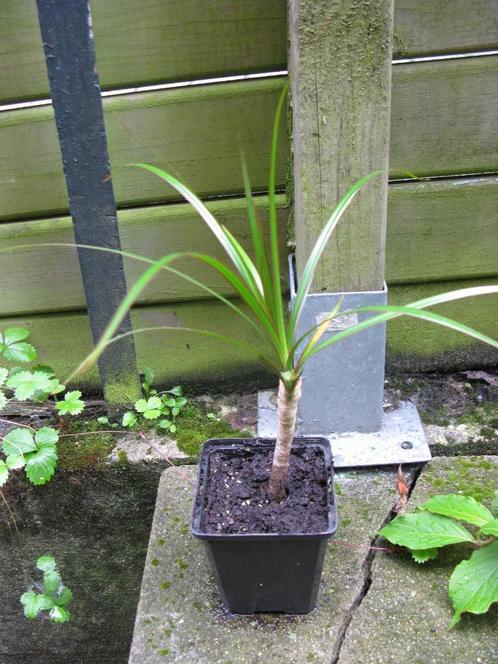 Petit Dragonnier (Dracaena marginata), Huis en Inrichting, Kamerplanten, Overige soorten, Minder dan 100 cm, Groene kamerplant