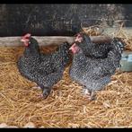 Œufs à incuber de coucou maltais, Poule ou poulet, Sexe inconnu