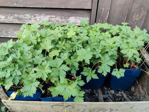 Geranium versicolor (Ooievaarsbek), Tuin en Terras, Planten | Tuinplanten, Vaste plant, Bodembedekkers, Halfschaduw, Zomer, Ophalen