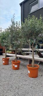 Olijfboom Olea Europaea mooi vertakte, Tuin en Terras, Planten | Bomen, Ophalen, Olijfboom