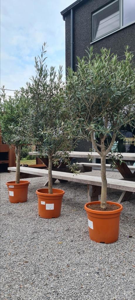 Olijfboom Olea Europaea mooi vertakte, Tuin en Terras, Planten | Bomen, Olijfboom, Ophalen