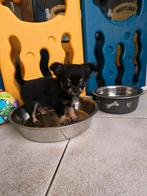 Black & tan langhaar chihuahua reutje, Dieren en Toebehoren, België, Reu, CDV (hondenziekte), 8 tot 15 weken