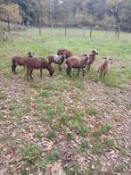 Prachtige kameroen schapen ooien, Dieren en Toebehoren, Meerdere dieren, Schaap