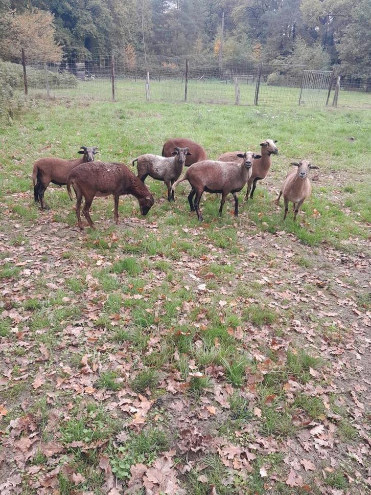 Prachtige kameroen schapen ooien, Dieren en Toebehoren, Schapen, Geiten en Varkens, Schaap, Meerdere dieren