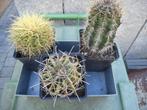 planten, Tuin en Terras, Planten | Tuinplanten, Overige soorten, Volle zon, Vaste plant, Ophalen of Verzenden