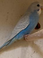 Jonge grasparkieten, Dieren en Toebehoren