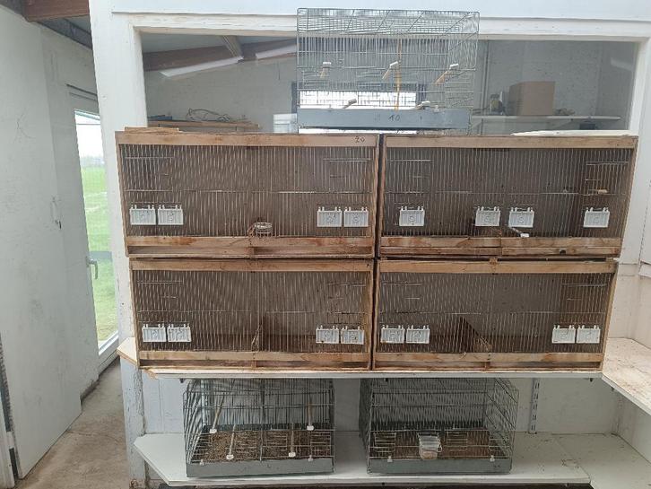 kweekkooien kanaries, Dieren en Toebehoren, Vogels | Kanaries