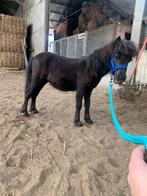 Jaarling mini shet MET stamboek, Dieren en Toebehoren, Paarden, Minder dan 160 cm, Gechipt, 0 tot 2 jaar, Hengst