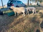 Prachtig ooi te koop, Dieren en Toebehoren, Schapen, Geiten en Varkens, Schaap