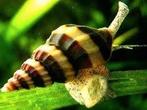 Hobbyaquarium Helena slakken/Anetome Helena/slak etende slak, Dieren en Toebehoren, Vissen | Aquariumvissen, Slak of Weekdier