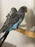 Blackwings split blackface, Dieren en Toebehoren, Geringd