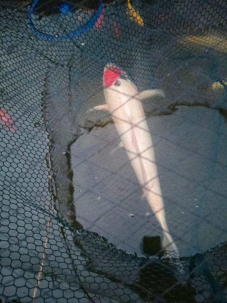 Japanse kois, Dieren en Toebehoren, Vissen | Vijvervissen