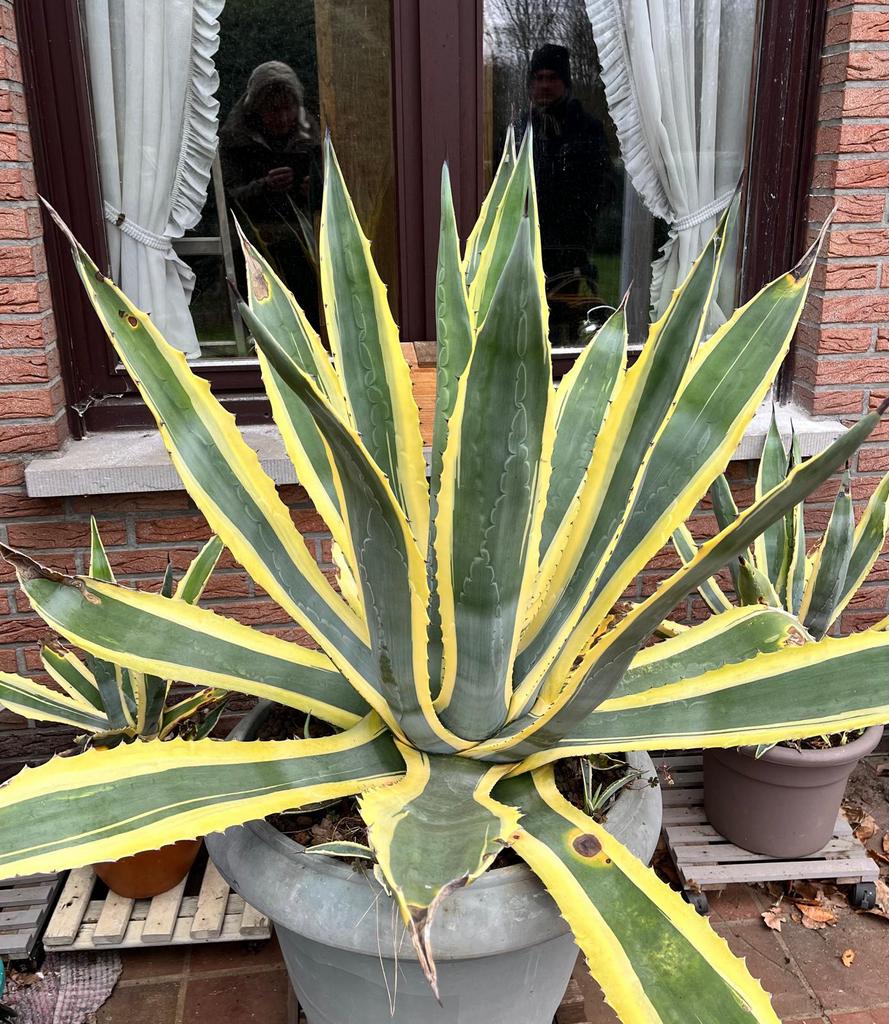 Volgroeide algave vetplant tropisch 62 jaar oud, Maison & Meubles, Plantes d'intérieur, Plante succulente, En pot, Plein soleil