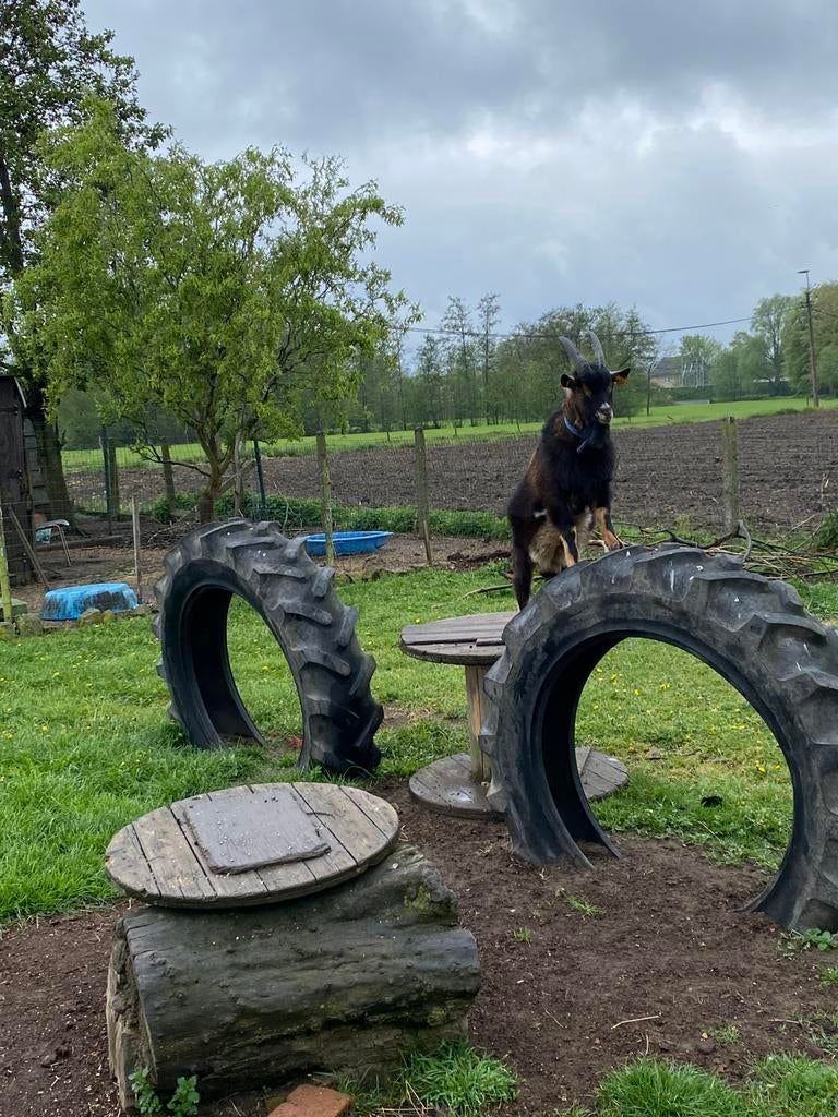 Jonge bok, Mâle, Chèvre, 0 à 2 ans