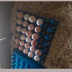 Oeufs de poules fécondés, Enlèvement ou Envoi