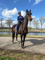 Zeer lieve ruin paard, Animaux & Accessoires, Chevaux, 11 ans ou plus, Hongre, Avec pedigree, L