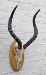 Schedel IMPALA ANTILOPE op houten schild - ref. A (gewei), Verzamelen, Ophalen of Verzenden, Gebruikt, Wild dier, Schedel