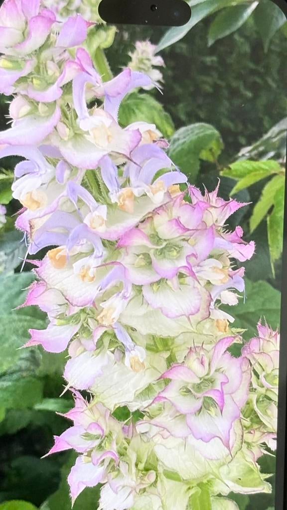 wilde bossalie, Ophalen, Zomer