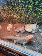 Baardeham Tamme, Dieren en Toebehoren, Pluimvee