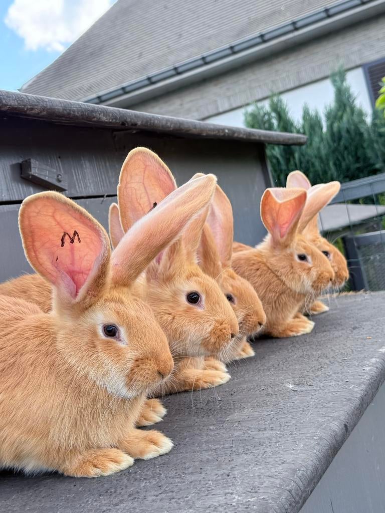 Geants de flandre pure race