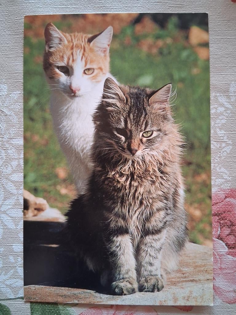 Postkaart poes, Collections, Cartes postales | Animaux, Enlèvement ou Envoi