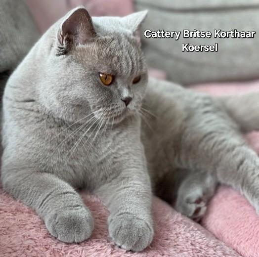 British Shorthair (pas à vendre), Animaux & Accessoires, Chats & Chatons | Chats mâles pour saillie & Étalons, 3 à 5 ans