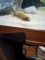 Cichlides malawi couple aulonocara beanchi