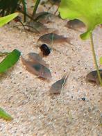 Corydoras aeneus brons, Animaux & Accessoires, Poisson d'eau douce