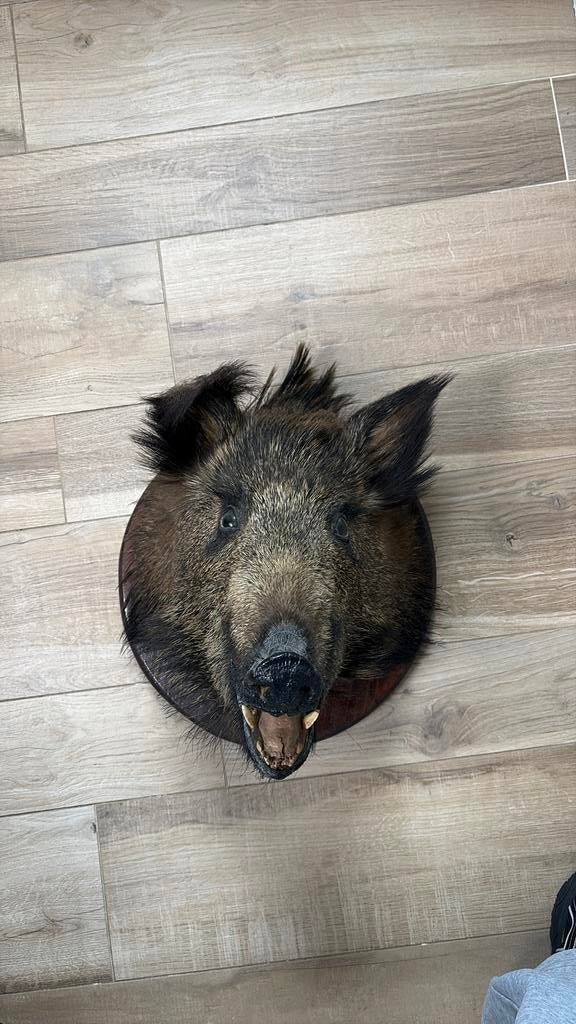 Opgezet everzwijnenkop, Collections, Collections Animaux, Enlèvement, Utilisé