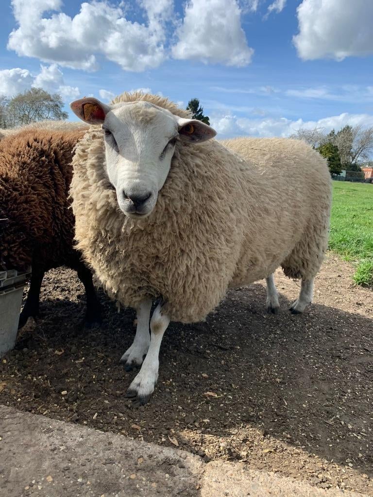 Mooie texel ram en ooilammeren te koop, Dieren en Toebehoren, Meerdere dieren, Schaap, 0 tot 2 jaar