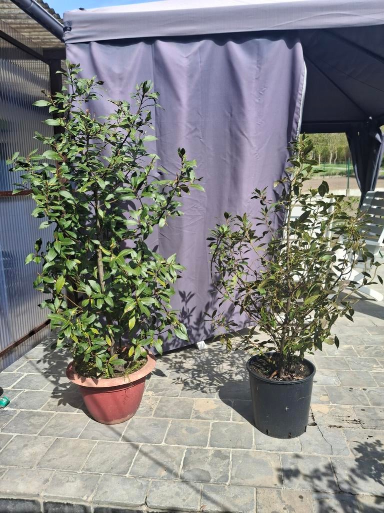 Laurier te koop, Ophalen, Laurier