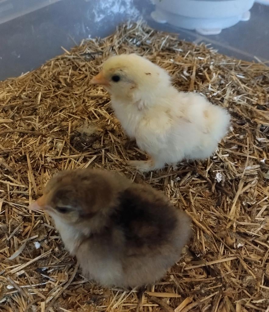 Cochin kriel kuikens, Dieren en Toebehoren, Pluimvee, Geslacht onbekend, Kip