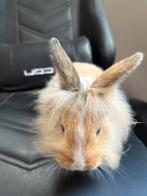 Mannelijk baby konijn 3 maanden oud, Animaux & Accessoires, Lapins, Mâle