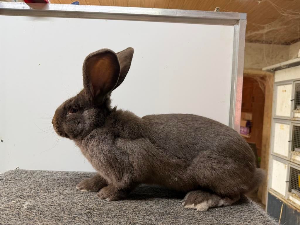 Reuzevlinder ram havanna bruin, Dieren en Toebehoren, Konijnen