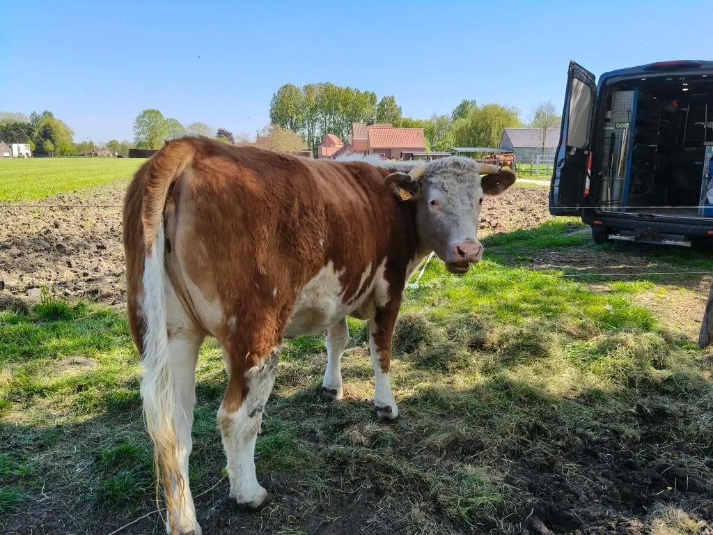 vaars kruising hereford/west-vlaams rood, Dieren en Toebehoren, Runderen, Vrouwelijk, 0 tot 2 jaar