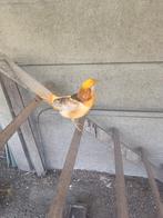 Gele Goudfazant van 2024, Dieren en Toebehoren, Mannelijk