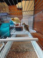 Canaris fiorino femelle, Animaux & Accessoires, Autres accessoires pour animaux