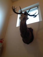 tête de cerf, Collections, Collections Animaux, Enlèvement, Comme neuf, Cerf, Animal empaillé