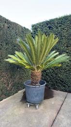 Palmboom 170cm, Tuin en Terras, Ophalen
