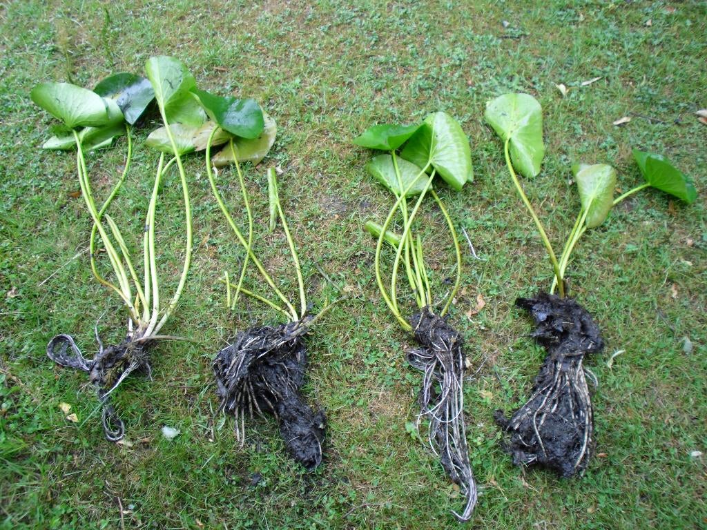 Plants de nénuphars., Jardin & Terrasse, Étangs, Enlèvement