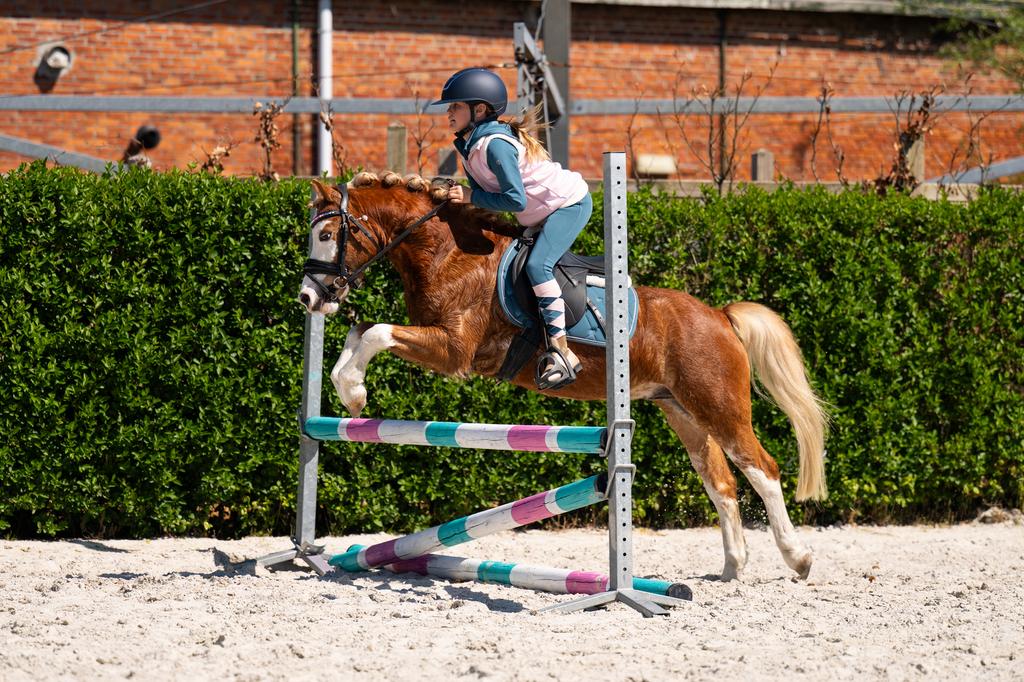 Mega knappe welsh ruin, Dieren en Toebehoren, Met stamboom, Ruin, Springpony, Zadelmak