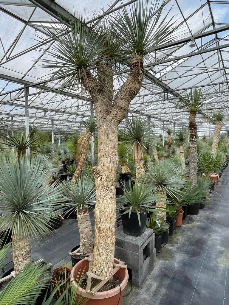 Yucca Rostrata Multihead, Tuin en Terras, Planten | Bomen, Lente, 250 tot 400 cm, Palmboom, Ophalen