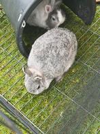 Dwergkonijntjes, Dieren en Toebehoren, Vrouwelijk, Dwerg, 0 tot 2 jaar