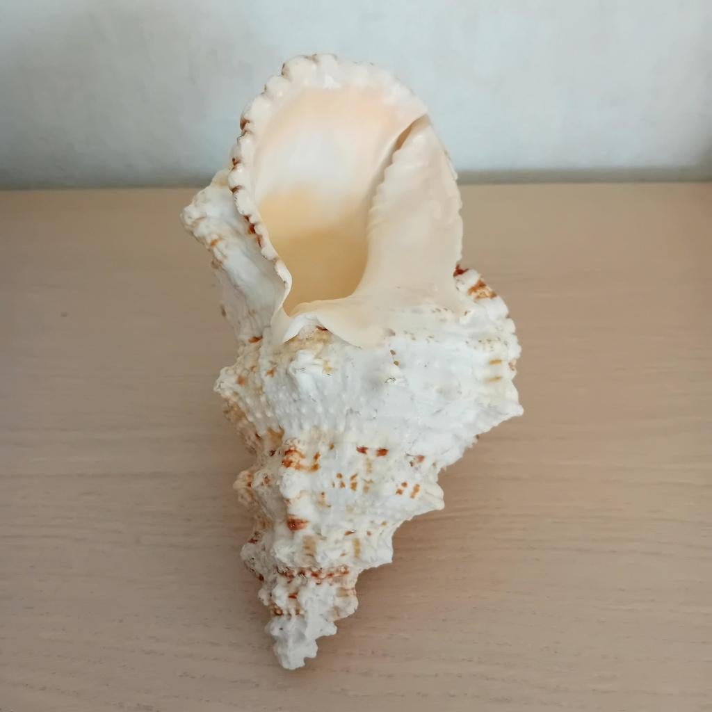 coquillage tutufa bubo bursa, Collections, Collections Animaux, Enlèvement, Comme neuf, Autres, Autres types