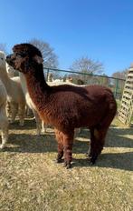 Zeer lieve en sociale alpaca stamboek fokmerrie, September, Vrouwelijk