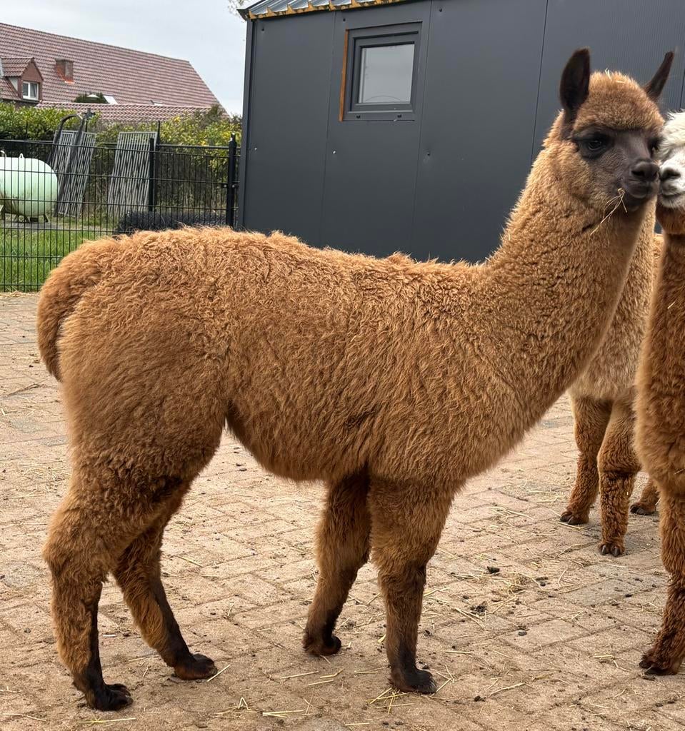Lama hengstje te koop, Oktober, Mannelijk