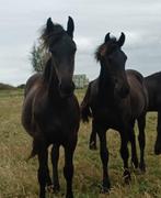 Lieve betuigde friese merrie, Dieren en Toebehoren, Paarden, Niet van toepassing, 7 tot 10 jaar, Tuigpaard, 165 tot 170 cm