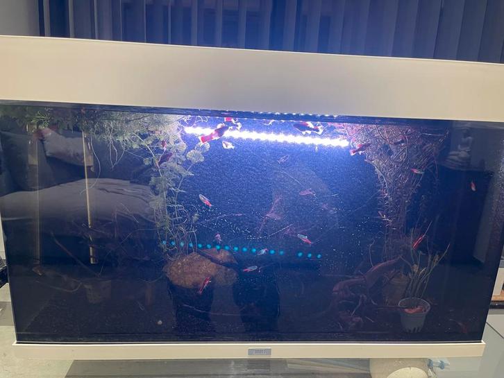 Juwel Aquarium Rio 125 Led Met Filter Zit, Dieren en Toebehoren, Vissen | Aquaria en Toebehoren, Zo goed als nieuw, Leeg aquarium