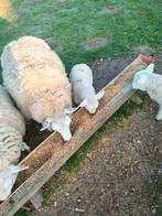 Ooi van 2 jaar met ooilam van 1 maand oud te koop., Plusieurs animaux, Mouton, 0 à 2 ans